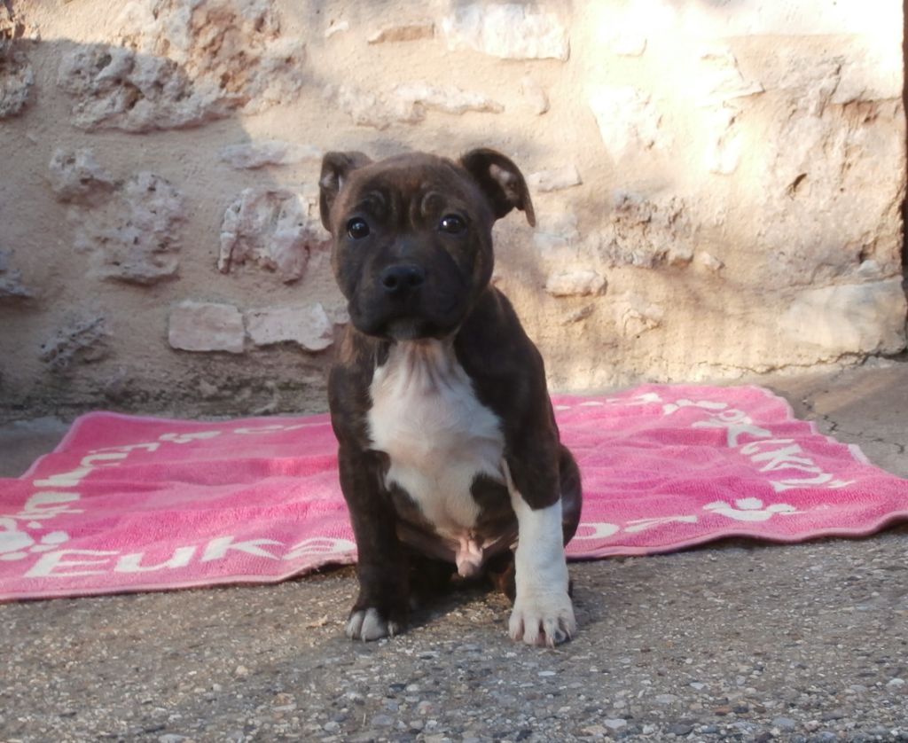 de la Source du Pêcher - Chiots disponibles - Staffordshire Bull Terrier